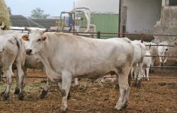Brucelosis bovina, por primera vez la provincia de Agrigento tiene cero casos