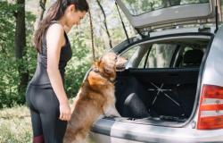 Cómo convencer a tu perro para que se suba al coche (y mantenga la calma)