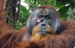 ¿Qué es la “diplomacia orangután” – La Voce di New York