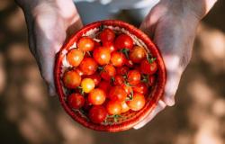 Intoxicación alimentaria, otros casos sospechosos con los tomates cherry del ministerio. Autoridad Sanitaria Local de Romaña: no los comas