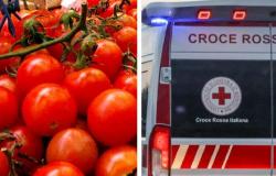 culpa de los tomates cherry suministrados por el Ministerio de Agricultura