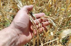 Crisis del agua en Sicilia: el sector de los cereales está arruinado