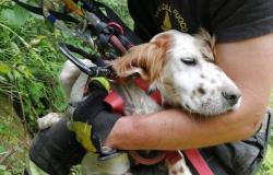 Cachorro Setter Inglés cae por un acantilado, 100 metros de vuelo. Salvado después de 4 días por los bomberos de Caserta