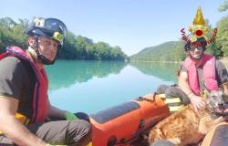 Perro cae al río Isonzo en Gorizia, salvado por los bomberos • El Goriziano