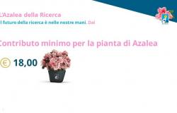 También en Trapani para el Día de la Madre el Airc Azalea
