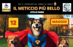 “El mestizo más bello”: el concurso en Foggia para los amantes de los animales – Pugliapress