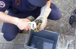 Tortuga en peligro a lo largo del Olona en Legnano, salvada por la vigilancia zoofílica y los bomberos
