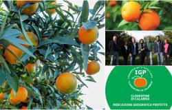 Clementinas de Calabria IGP. El consorcio presenta las nuevas especificaciones de producción