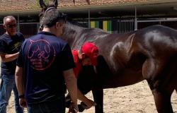 Quintana di Ascoli, las visitas médicas están bien para 26 caballos