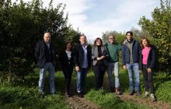Martes presentación de las nuevas especificaciones de producción de las clementinas IGP de Calabria