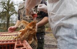 Gripe aviar: ¿Italia también se prepara para el riesgo de pandemia?