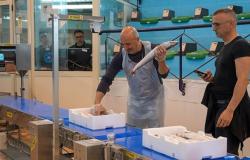 Corigliano-Rossano, la primera subasta electrónica de pescado fue un éxito en la Lonja del Pescado