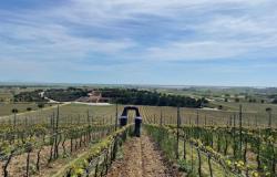 La familia vitivinícola italiana más antigua mira hacia el futuro: Marchesi Antinori invierte en robótica