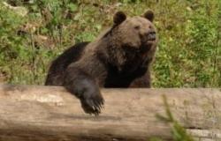 Del Casteller a los corredores de fauna, el Comité de Animales del Bosque: “¿Quién se beneficia de los traslados de osos?”