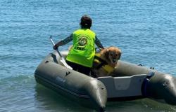 Bisceglie, patentes concedidas a voluntarios de la Escuela de Perros de Rescate Náutico