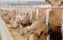 El consejo regional del Lacio aprueba la licitación a favor de empresas productoras de leche bovina
