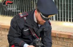Los Reggio Carabinieri salvan a 4 cachorros y a una comadreja