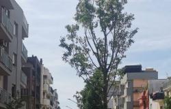 Nuevos árboles plantados en via Manzoni, piazza Zanardelli y via Matera
