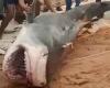 Tiburón capturado y golpeado hasta la muerte para vengar la muerte de un niño en Egipto (e impactante video circula en línea)