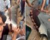 Tiburón mata a turista ruso, animal es atrapado y pateado y golpeado en la playa: conmoción en Egipto