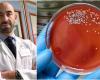 “Bacteria que se alimenta de pulgas”, 57 casos y 8 muertes en Liguria en pocos meses: esto es lo que corre el riesgo