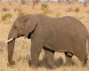 Especies protegidas, objetos de marfil incautados en el puerto de La Spezia: obtenidos de los colmillos de un “elefante africano”, un animal en peligro de extinción