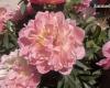 Una Foggia colorida y fragante que quiere florecer de nuevo. La iniciativa “Rosas, Huertas y Huertos” es un éxito