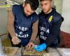 Operación GDF Arezzo: más de 11 mil productos falsificados incautados y dos personas denunciadas – Arezzo News