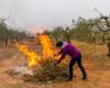 Lazio, los restos de poda de olivos se pueden quemar en el lugar