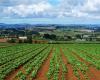 Nuevas oportunidades Consorcios de riego para la agricultura en la provincia de Alessandria