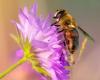 Las abejas y otros polinizadores protagonistas de la “Primavera en flor” en Busto Arsizio