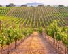 El norte de Italia, centrado en el vino durante la semana Vinitaly – Economía y política