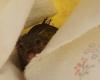 Trampa de pegamento, el ratón de Pascua salvado por voluntarios de Oipa: «Es nuestro milagro»