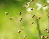 Bee the Future: se plantarán nuevos parterres para abejas en dos parques, en Fornace y Ravenna
