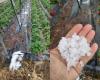 Fuertes granizadas en Caserta destruyen los cultivos de fresas y tomates en Villa Literno