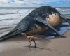 Fósil de un monstruo marino en la playa: un ictiosaurio récord