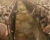 Peste porcina, Martinelli (Assosuini): “Si las exportaciones colapsan, el sector del jamón Made in Italy está en riesgo”