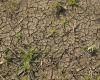 Sequía en Sicilia: 6,9 millones de euros para los agricultores – Ganadería