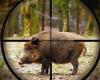 Coldiretti Novara-Vco sobre la peste porcina: “Evitar sacrificar miles de cerdos sanos sin motivo”