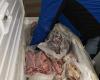 Matadero de los horrores en Nápoles, carne procesada en locales sucios y antihigiénicos: 8 toneladas incautadas