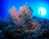 Clima, WWF: “Reducir el estrés sobre los arrecifes de coral y las emisiones de gases de efecto invernadero”