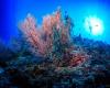 Clima, WWF sobre el blanqueamiento de los corales: “Tendrá graves consecuencias”