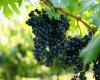El 22% de las superficies de viñedos en Italia son ecológicas, pero las compras de vino no despegan