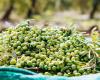 Trani – “Il GIOVANE FAVOLOSA”: viaje hacia un nuevo aceite de oliva virgen extra