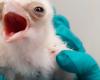 Un polluelo de halcón janar muy raro nació en el lago Vico