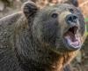 La provincia de Trento está en guerra con los osos, el gobierno no interviene