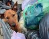 Perro moribundo encontrado en un contenedor de basura en Palermo, un activista por los derechos de los animales: “La miel fue golpeada con un pico”