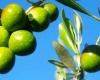 El Consorzio Oliveti d’Italia de Andria dedica un evento al aceite de oliva virgen extra “Favolosa FS-17”, que se reunirá los días 9 y 10 de mayo en Trani