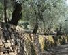 Muros de piedra seca: más de 1.300 solicitudes para la licitación de 9,4 millones de la región de Liguria