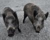 La peste porcina amenaza el jamón de Parma: “Hay que matar a los jabalíes”